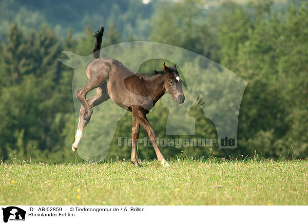 Rheinlnder Fohlen / warmblood foal / AB-02859