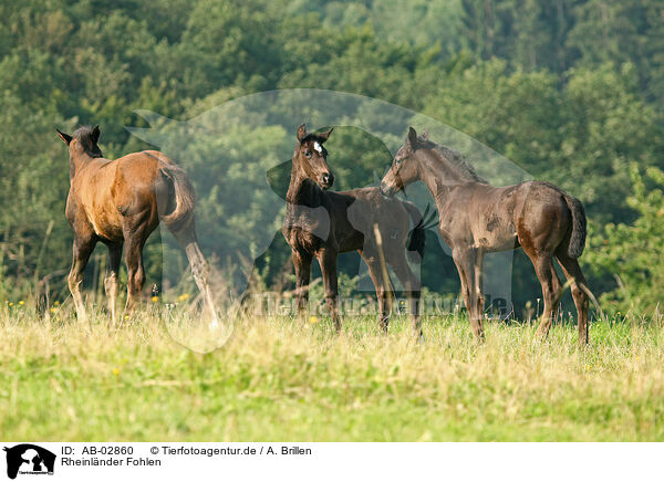Rheinlnder Fohlen / warmblood foals / AB-02860