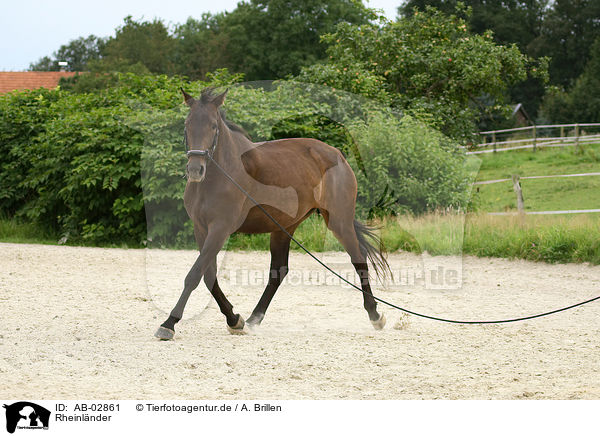 Rheinlnder / warmblood / AB-02861