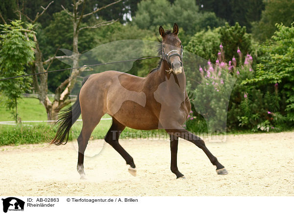 Rheinlnder / warmblood / AB-02863