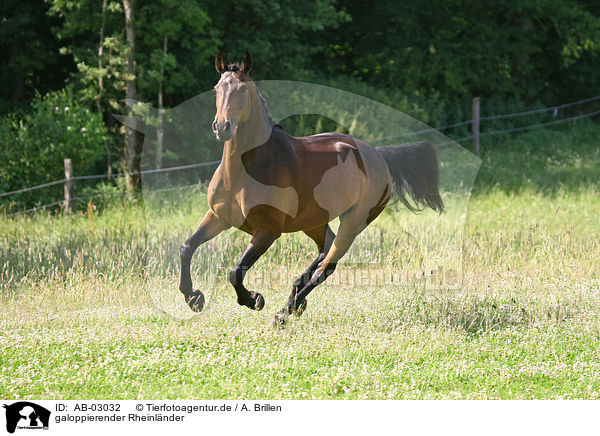 galoppierender Rheinlnder / galloping warmblood / AB-03032
