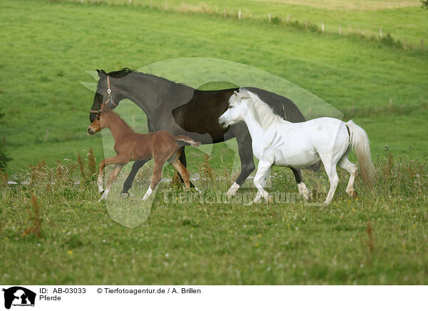 Pferde / horses / AB-03033
