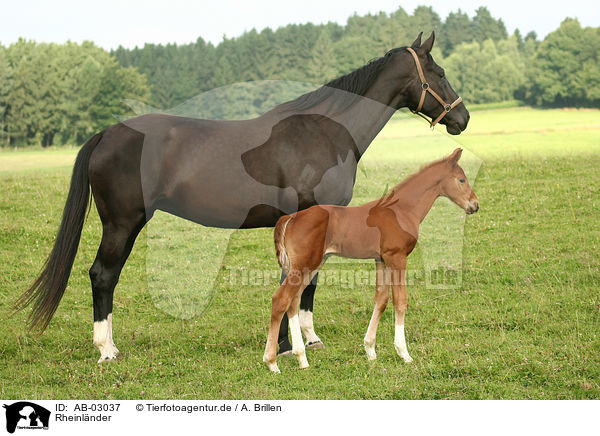 Rheinl�nder / AB-03037