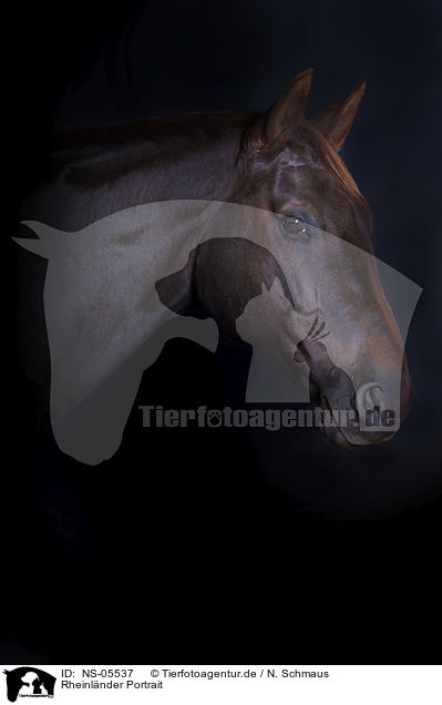 Rheinlnder Portrait / NS-05537