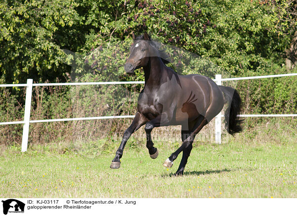 galoppierender Rheinlnder / KJ-03117