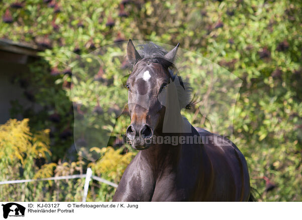 Rheinlnder Portrait / KJ-03127