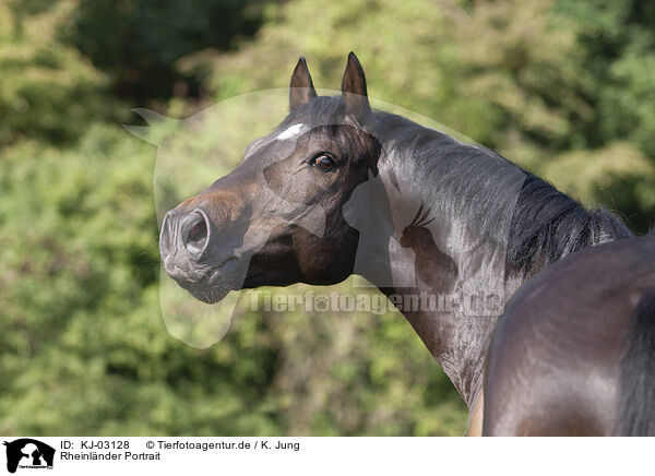 Rheinlnder Portrait / KJ-03128