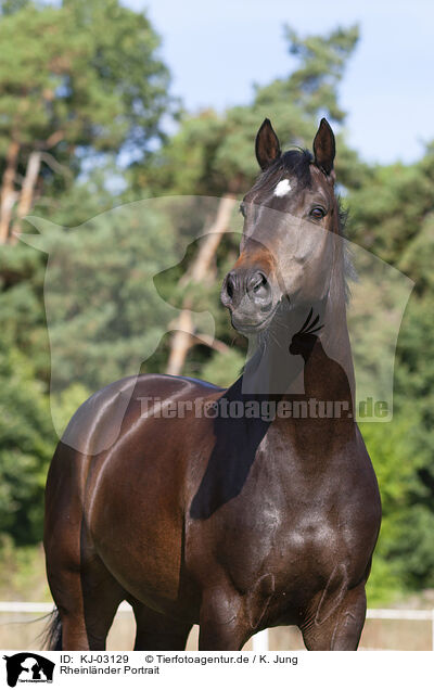 Rheinlnder Portrait / KJ-03129