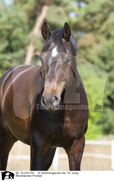 Rheinlnder Portrait / KJ-03130