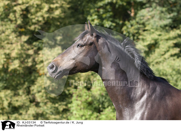 Rheinl�nder Portrait / Rhinelander Portrait / KJ-03134