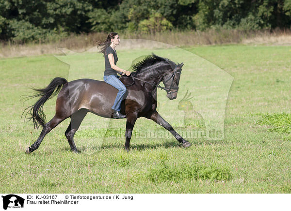 Frau reitet Rheinlnder / woman rides Rhinelander / KJ-03167