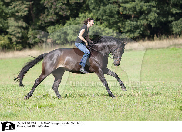 Frau reitet Rheinlnder / woman rides Rhinelander / KJ-03175