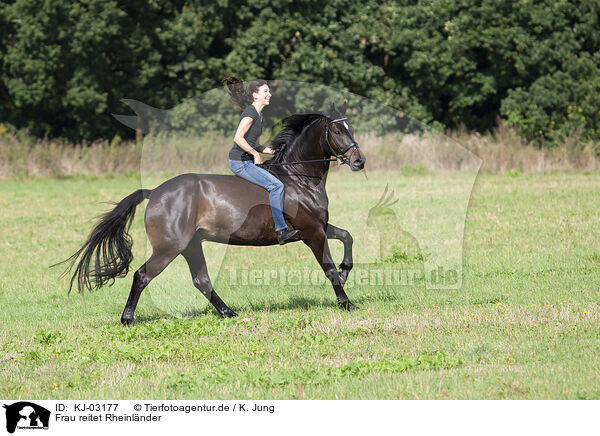 Frau reitet Rheinlnder / woman rides Rhinelander / KJ-03177