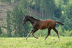 Rheinisches Warmblut