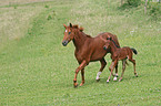 Rheinische Warmblter