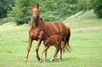 Rheinische Warmblter