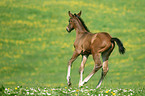 Rheinisches Warmblut Fohlen