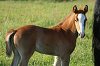 Rheinisches Warmblut Fohlen