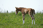 Rheinisches Warmblut Fohlen