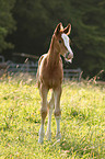 Rheinisches Warmblut Fohlen