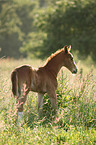 Rheinisches Warmblut Fohlen