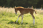 Rheinisches Warmblut Fohlen