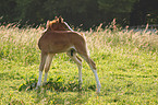 Rheinisches Warmblut Fohlen