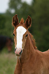 Rheinisches Warmblut Fohlen