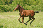 galoppierendes Rheinlnder Fohlen