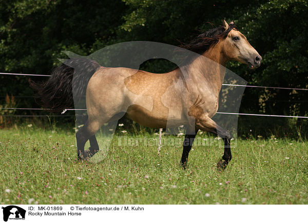 Rocky Mountain Horse / MK-01869