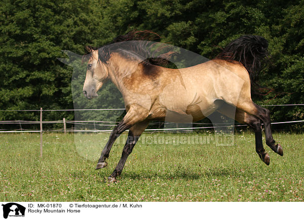 Rocky Mountain Horse / MK-01870