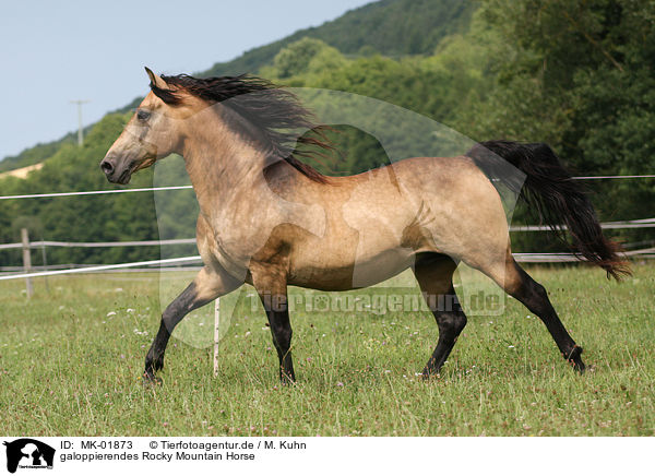 galoppierendes Rocky Mountain Horse / MK-01873