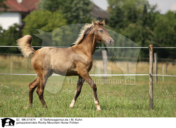 galoppierendes Rocky Mountain Horse Fohlen / MK-01874