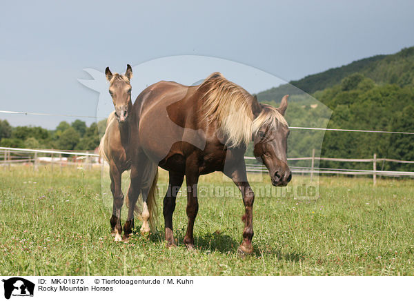 Rocky Mountain Horses / MK-01875