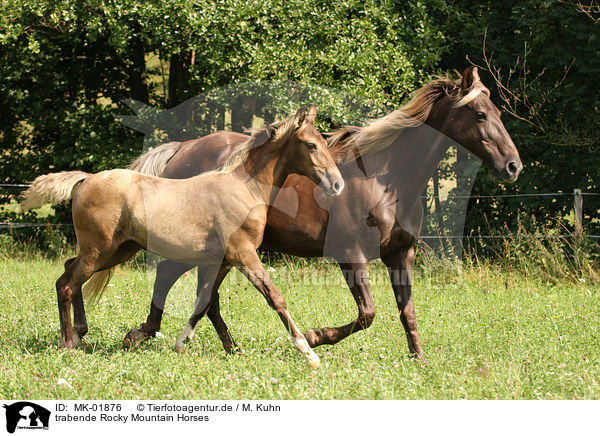 trabende Rocky Mountain Horses / MK-01876