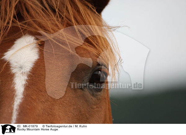 Rocky Mountain Horse Auge / MK-01879