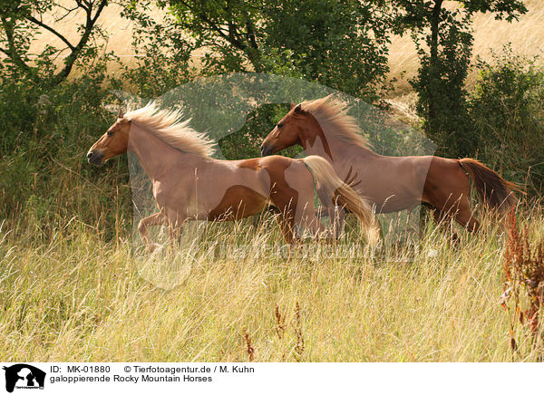 galoppierende Rocky Mountain Horses / MK-01880