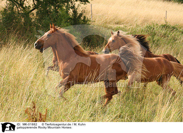 galoppierende Rocky Mountain Horses / MK-01882