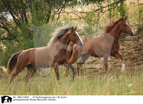 galoppierende Rocky Mountain Horses / MK-01883