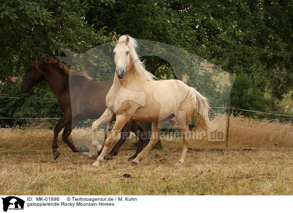 galoppierende Rocky Mountain Horses / MK-01886