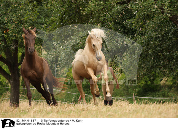 galoppierende Rocky Mountain Horses / MK-01887