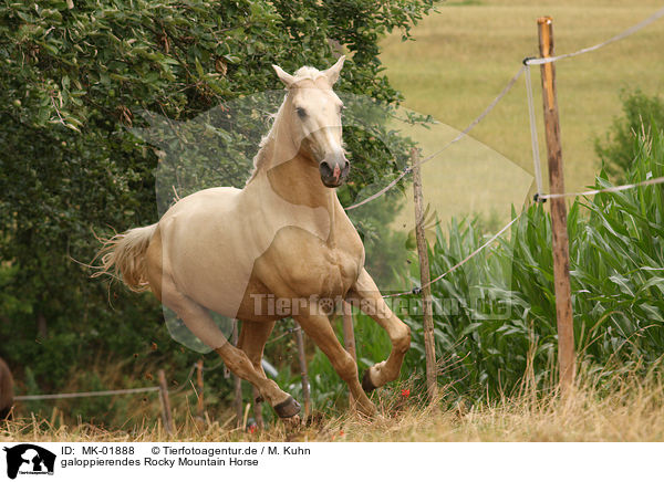 galoppierendes Rocky Mountain Horse / MK-01888