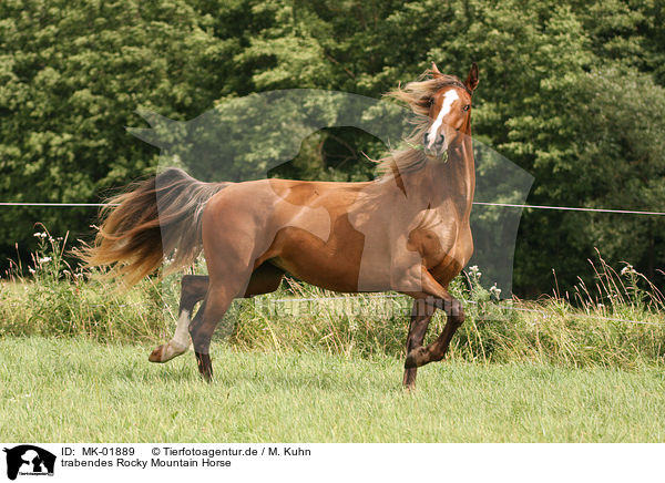 trabendes Rocky Mountain Horse / trotting Rocky Mountain Horse / MK-01889