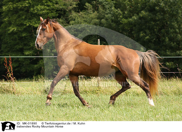 trabendes Rocky Mountain Horse / MK-01890