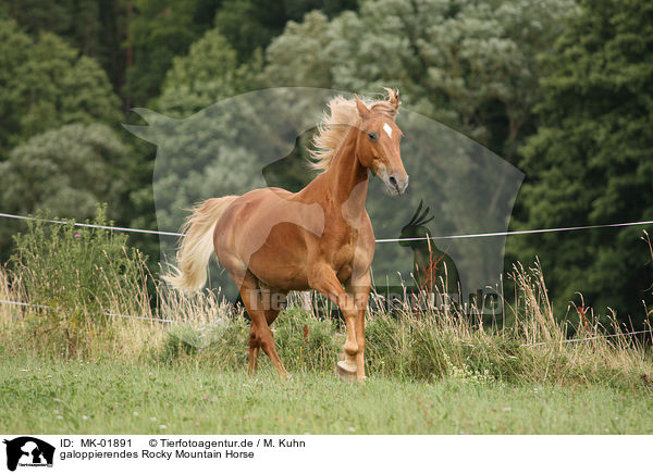 galoppierendes Rocky Mountain Horse / MK-01891