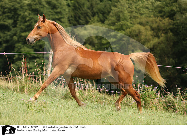 trabendes Rocky Mountain Horse / trotting Rocky Mountain Horse / MK-01892
