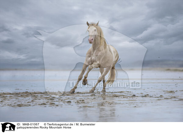 galoppierendes Rocky Mountain Horse / galloping Rocky Mountain Horse / MAB-01067