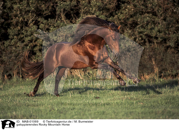 galoppierendes Rocky Mountain Horse / galloping Rocky Mountain Horse / MAB-01069