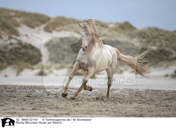 Rocky Mountain Horse am Strand / MAB-02144