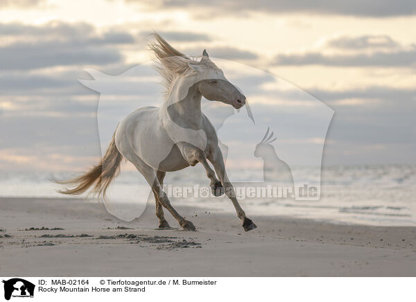 Rocky Mountain Horse am Strand / Rocky Mountain Horse at the beach / MAB-02164
